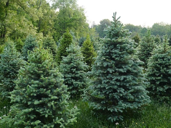 Christmas tree